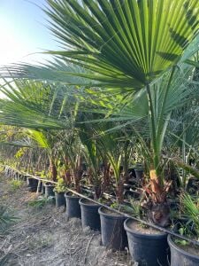 SAKSIDA 4 YAŞ WASHINTONIA ROBUSTO PALMİYE FİDANI