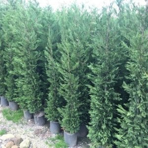 TÜPLÜ LEYLANDİ FİDANI (80-110 CM)