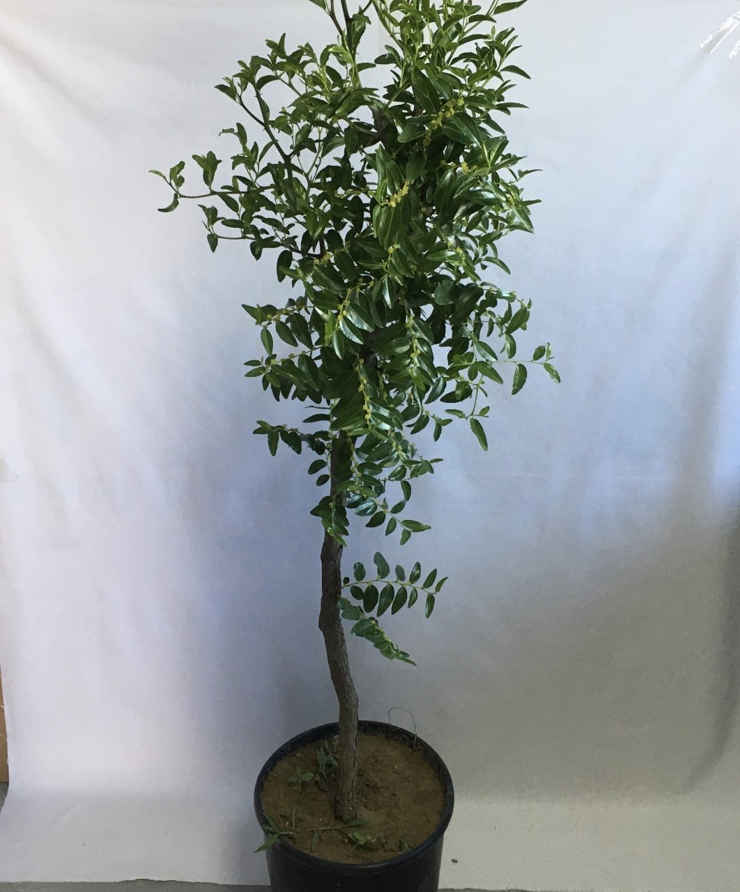 SAKSIDA HÜNNAP FİDANI 6 YAŞ 110-140 CM