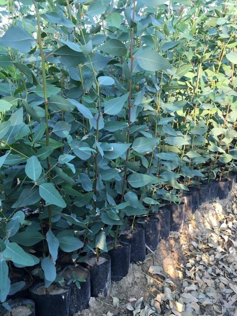 BATAKLIK KURUTAN OKALİPTUS FİDANI BOY 100-120cm 6 ADET