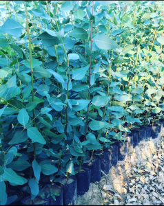 BATAKLIK KURUTAN OKALİPTUS FİDANI BOY 100-120cm 6 ADET