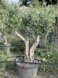 115 LT SAKSIDA 30 YAŞ GEMLİK ZEYTİN FİDANI BOY 200-250 CM