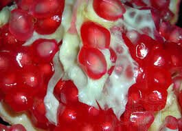 TÜPLÜ KATIRBAŞI NAR FİDANI100-120 CM