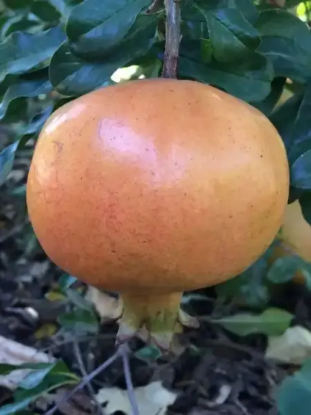 TÜPLÜ KATIRBAŞI NAR FİDANI100-120 CM