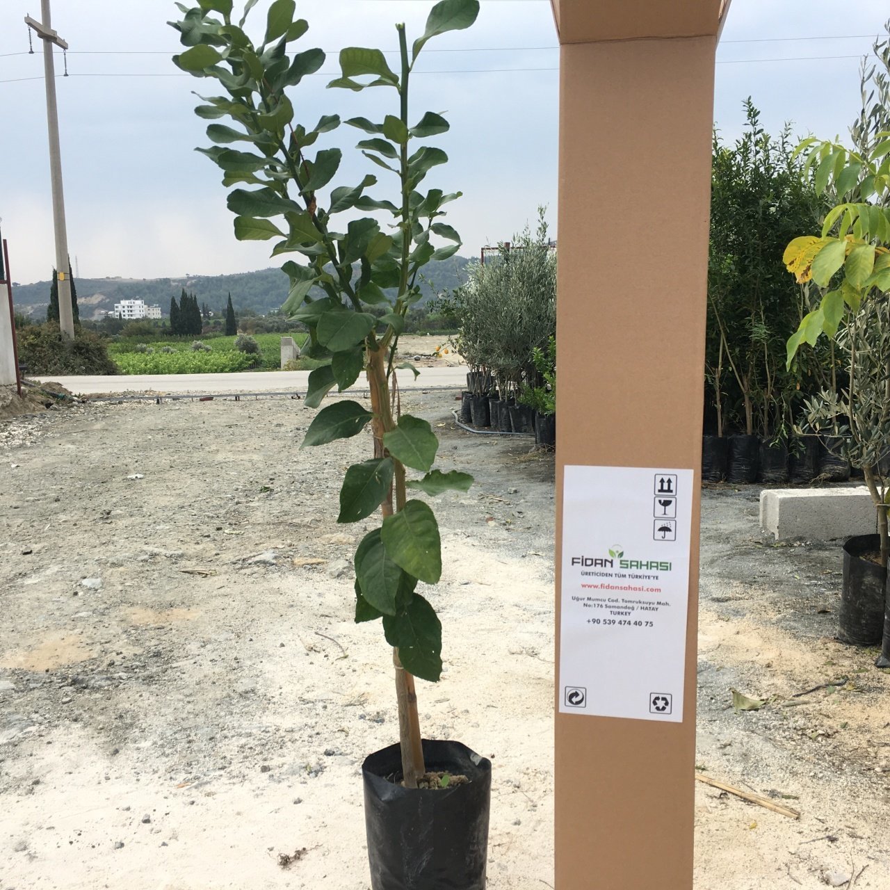 TÜPLÜ AŞILI YEDİVEREN LİMON FİDANI 2 YAŞ BOY 90-110CM