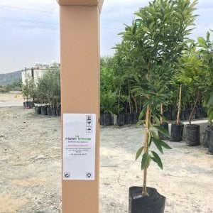 TÜPLÜ AŞILI KOKULU BODRUM MANDALİNASI YAŞ 1-2 BOY 90-110CM