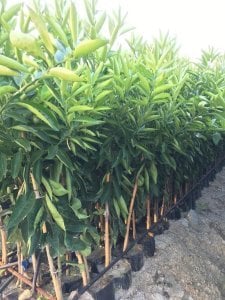 TÜPLÜ AŞILI KLEMANTİN NOVA MANDALİNA YAŞ 1-2 BOY 90-110CM FİDANI