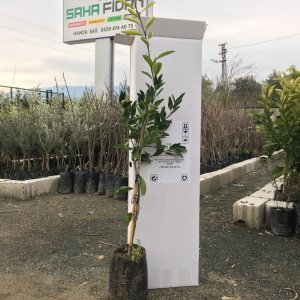 TÜPLÜ AŞILI MİHOVAZE MANDALİNA FİDANI YAŞ 1-2 BOY 90-110CM