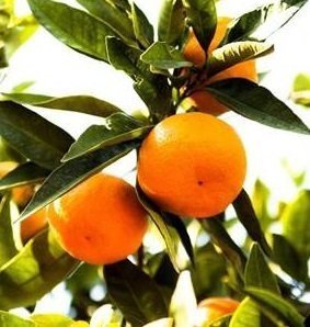 TÜPLÜ AŞILI SATSUMA MANDALİNA FİDANI YAŞ 1-2 BOY 90-110CM