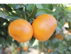 TÜPLÜ AŞILI DOBASHİ BENİ MANDALİNA YAŞ 1-2 BOY 90-110CM SOĞUKLARA DAYANIKLI