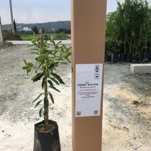 TÜPLÜ AŞILI KAMKAT (KUMKUAT) 2 YAŞ BOY 70-90 CM