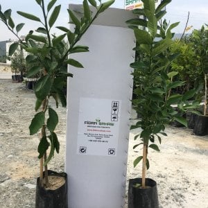 TÜPLÜ AŞILI BODUR YEDİVEREN LİMON+OKİTSU MANDALİNA