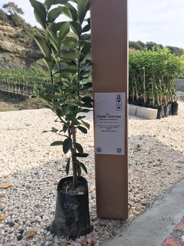 TÜPLÜ AŞILI BODUR ENTERDONAT LİMON 3 YAŞ BOY 50 60 CM