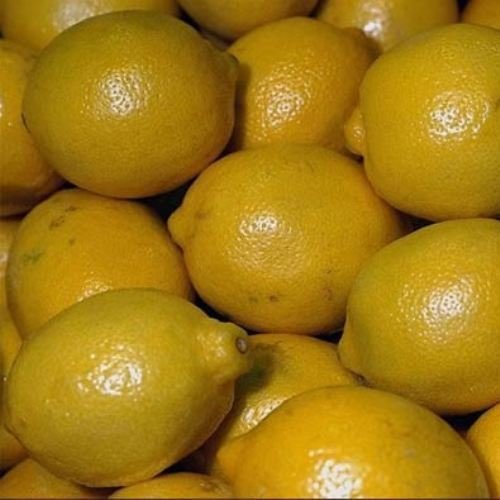 TÜPLÜ AŞILI KARA LİMON YAŞ 1-2 BOY 90-100CM