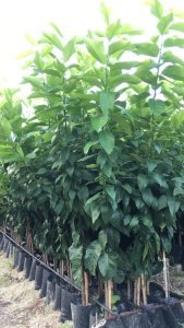 TÜPLÜ AŞILI BODUR SAKSILIK NEVALİNA PORTAKAL+ YEDİVEREN LİMON 2 YAŞ BOY 70-80CM
