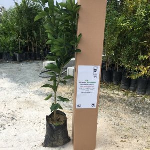 TÜPLÜ AŞILI FUKUMOTO PORTAKAL FİDANI YAŞ 1-2 BOY 90-110 CM SOĞUKLARA DAYANIKLI