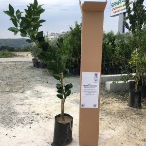 TÜPLÜ AŞILI WASHİNGTON (THOMSON) FİDANI YAŞ 1-2 BOY 90-110CM