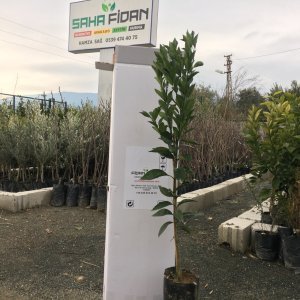 TÜPLÜ AŞILI ERKENCİ NAVELİNA PORTAKAL YAŞ 1-2 BOY 90-110CM