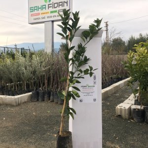 TÜPLÜ AŞILI ŞEKER PORTAKALI(SINIRLI STOK)YAŞ 1-2 BOY 90-110CM