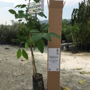 AŞILI TÜPLÜ HASS BLACK AVOKADO 2 YAŞ BOY 60-90 CM
