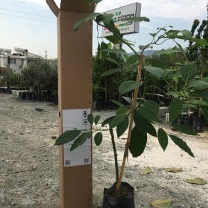 AŞILI TÜPLÜ FUERTE AVOKADO 2 YAŞ BOY 60-90 CM