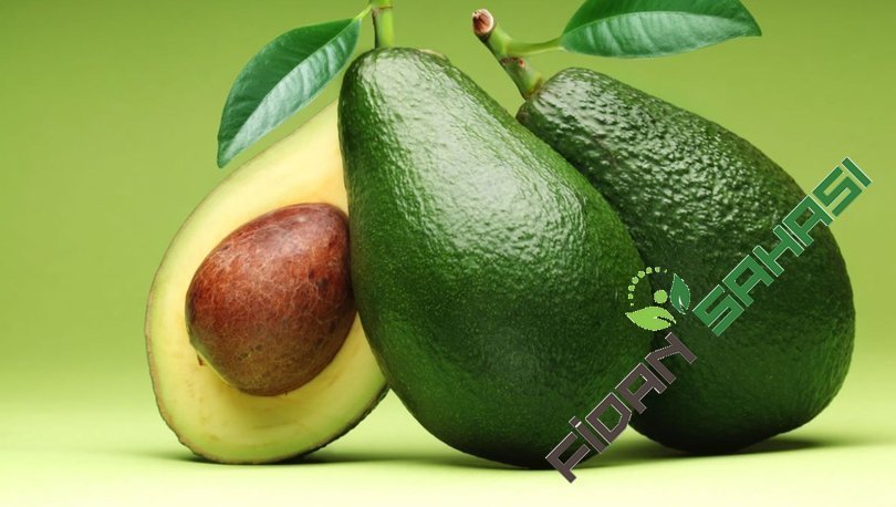 AŞILI TÜPLÜ 2 YAŞ ZUTANO  AVOKADO BOY 60-90 CM