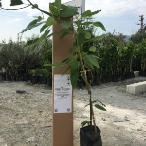 AŞILI TÜPLÜ 2 YAŞ ZUTANO  AVOKADO BOY 60-90 CM