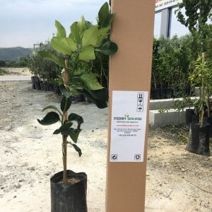 TÜPLÜ AŞILI RİO RED GREYFURT FİDANI 2 YAŞ BOY 90-110 CM