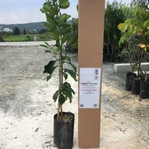 TÜPLÜ AŞILI STAR RUBY İÇİ DIŞI KIRMIZI GREYFURT FİDANI YAŞ 2 BOY 90-110 CM SOĞĞUKLARA DAYANIKLI