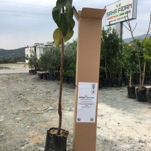 TÜPLÜ AŞILI KAKOLU CENNET MEYVESİ (HACHİYA)FİDANI
