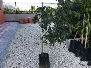 TÜPLÜ HÜNNAP FİDANI YAŞ 2 BOY 50-70CM