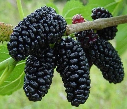 TÜPLÜ AŞILI YEDİVEREN AVUSTRALYA (İRİ) DUT FİDANI
