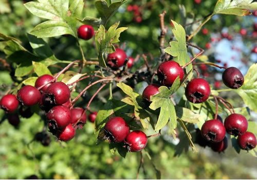 TÜPLÜ AŞILI, İRİ MEYVELİ KIRMIZI ALIÇ FİDANI
