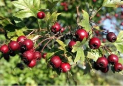 TÜPLÜ AŞILI, İRİ MEYVELİ KIRMIZI ALIÇ FİDANI