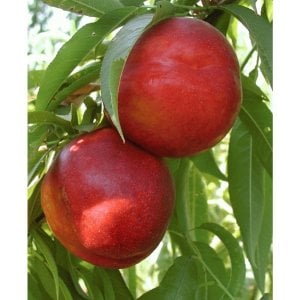 TÜPLÜ AŞILI TÜYSÜZ ERKENCİ NEKTARİN VENÜS FİDANI