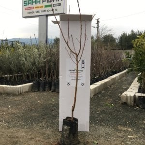 TÜPLÜ AŞILI TÜYSÜZ ERKENCİ NEKTARİN VENÜS FİDANI