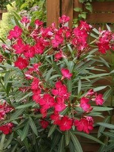 TÜPLÜ ZAKKUM FİDANI PEMBE ÇİÇEKLİ NERİUM OLEANDER