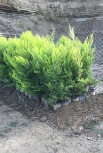 SAKSIDA LİMONİ SERVİ FİDANI BOY (40- 60 CM)