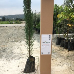TÜPLÜ KARA SELVİ FİDANI 80-110 CM