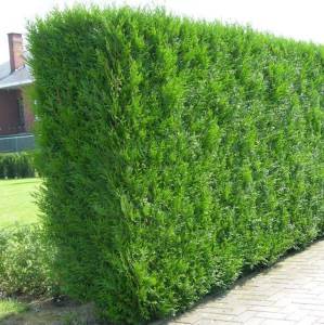 TÜPLÜ ÇİT MAZİ FİDANI YAŞ 2 BOY 40-60cm