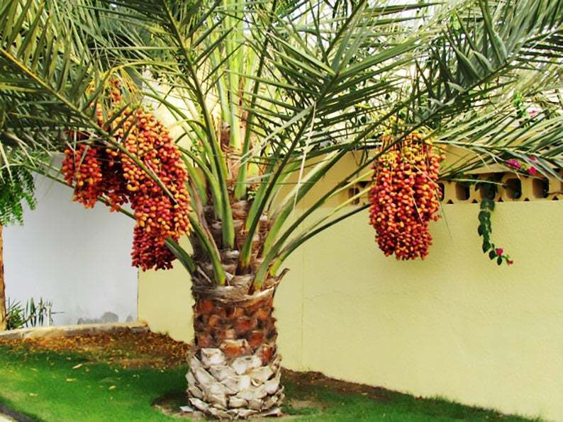 SAKSILI PHOENİX CANARİENSİS HURMA PALMİYESİ AĞACI 5 YAŞ