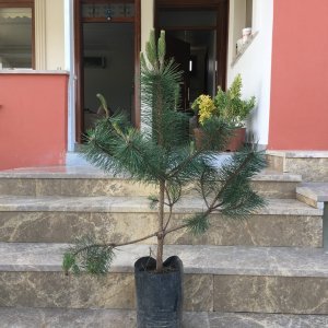 TÜPLÜ KARA ÇAM FİDANI BOY 90-110CM