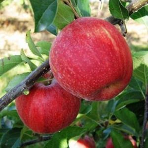 TÜPLÜ AŞILI GALAKSİ GALA ELMA FİDANI