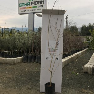 TÜPLÜ HİCAZ NAR FİDANI 70-100 CM