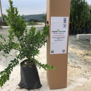TÜPLÜ YABAN MERSİNİ LİKAPA MAVİYEMİŞ FİDANI