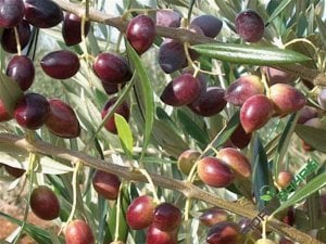 TÜPLÜ AYVALIK ZEYTİN FİDANI(2 ADET)