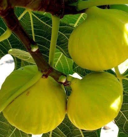 TÜPLÜ BEYAZ LOB İNCİR 70-100 CM