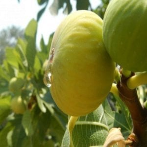 TÜPLÜ BEYAZ LOB İNCİR 70-100 CM