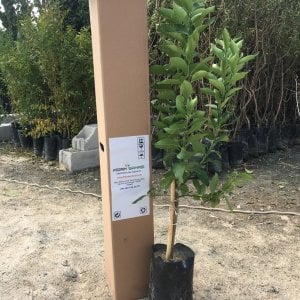 TÜPLÜ AŞILI SAKSILIK BODUR MAYER LİMON 3 YAŞ BOY 50-60 CM