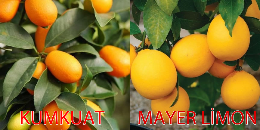 TÜPLÜ AŞILI BODUR MAYER LİMON + KAMKAT(KUMKUAT) FİDANI 3 YAŞ 50-60cm